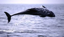 Rissos Dolphin Breach La Jolla California. by Steven Hajic 
